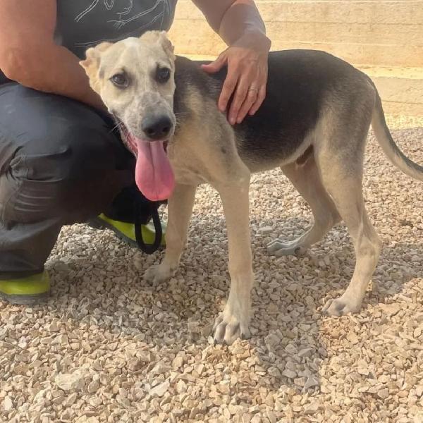 Pierino Dolce Cucciolo Sta Crescendo In Canile, AIUTO!!!  Foto 4